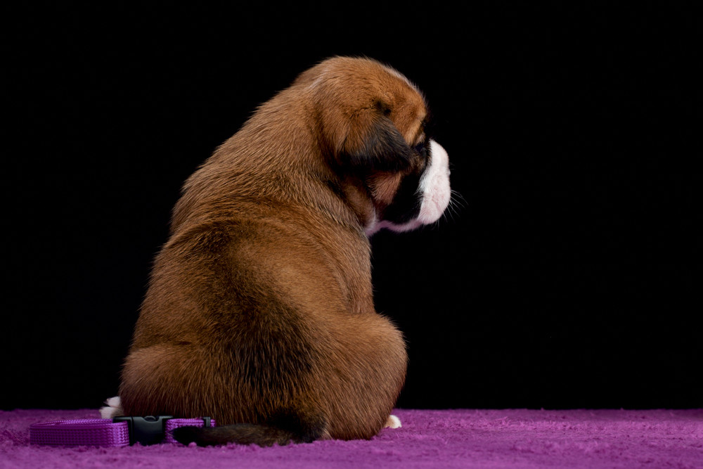 You are currently viewing Puppies are 3 weeks old