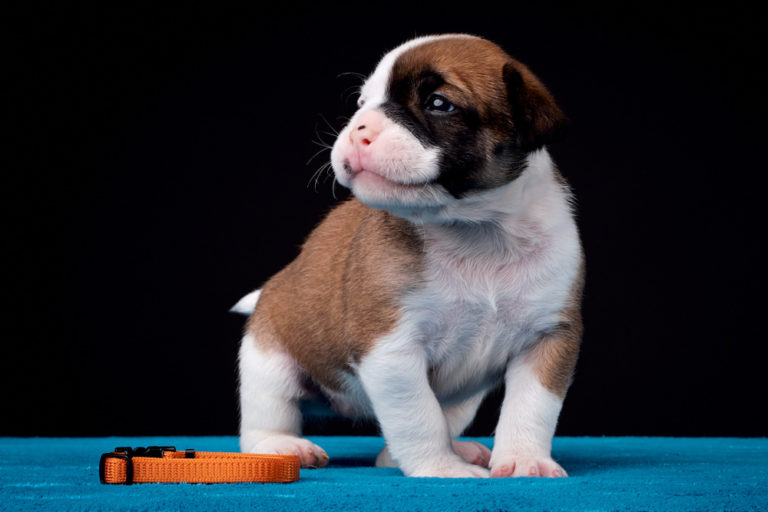Read more about the article Puppies are 4 weeks old