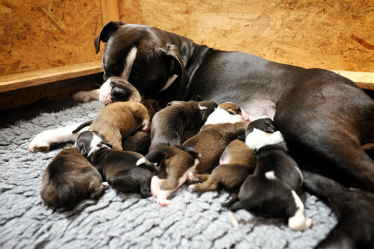 Read more about the article Puppies are 3 days old