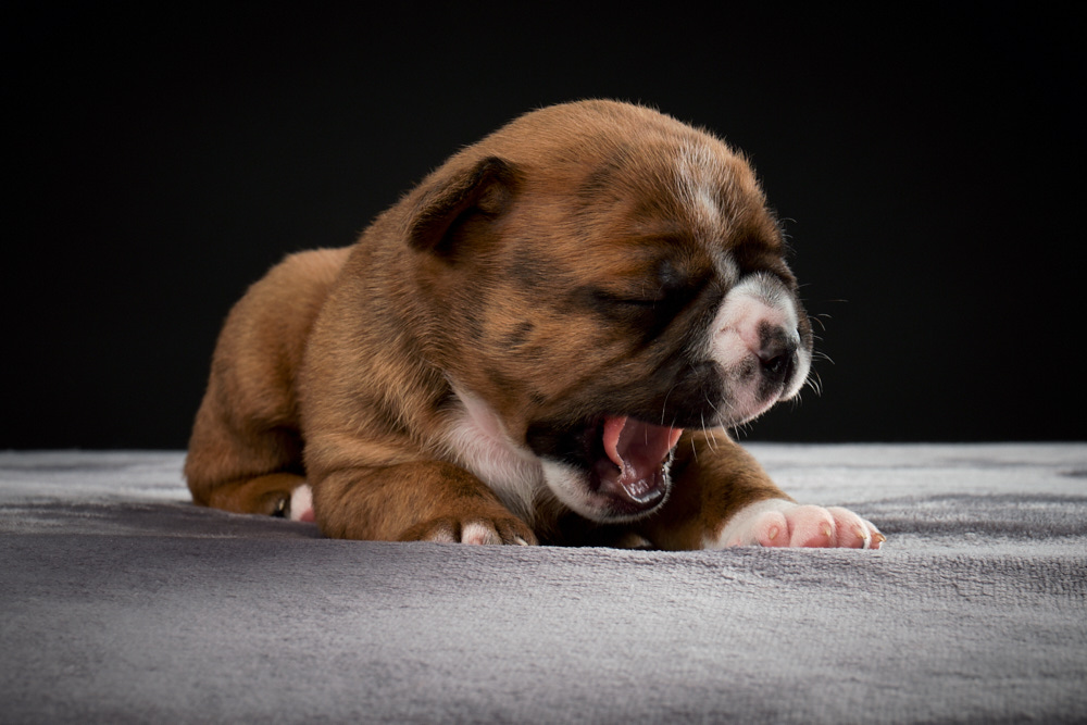 You are currently viewing Puppies are two and half weeks old