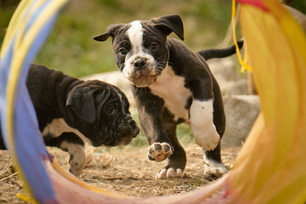 Read more about the article Puppies in the garden, 7 weeks