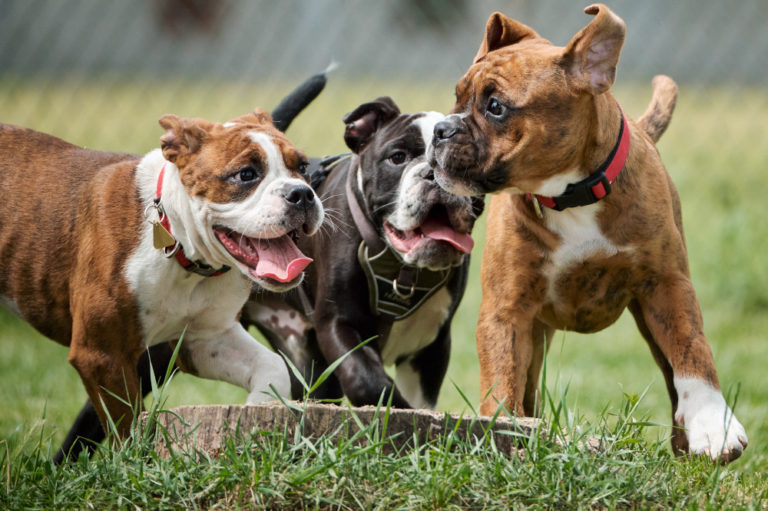 Read more about the article Socialization of puppies from litter B