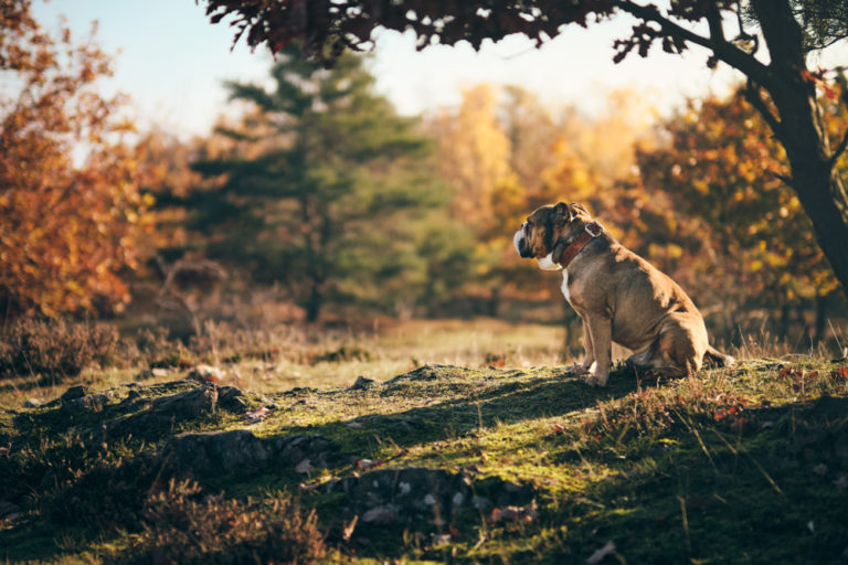 Read more about the article Mit Hugo in National Park