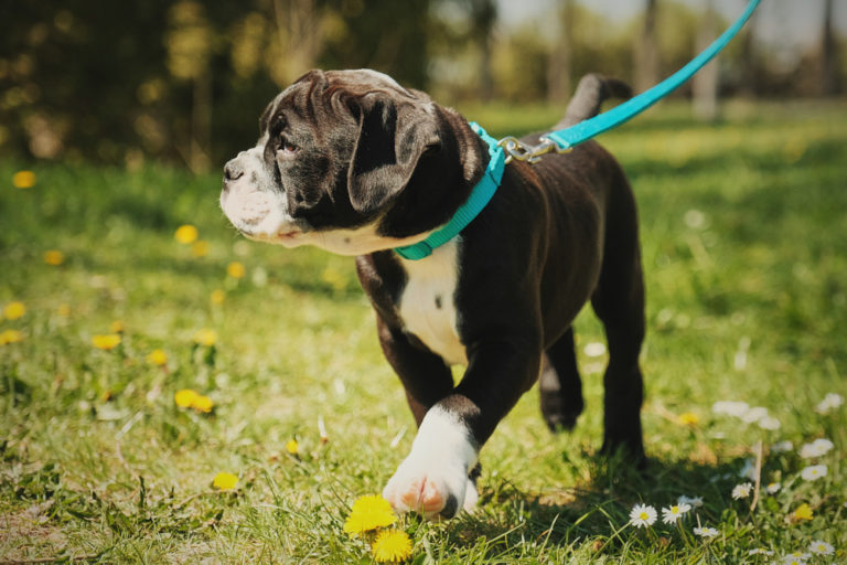 Read more about the article Puppy and physical activity