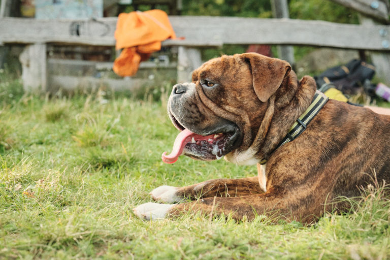 Read more about the article Meeting of siblings from the litter B