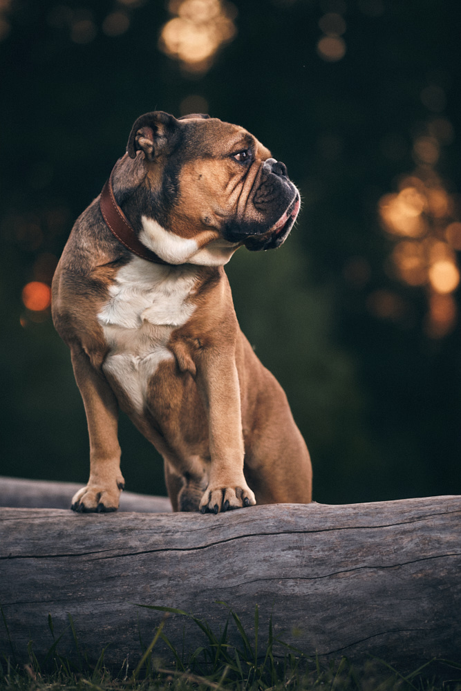 continental bulldog kontinentální buldok Hugo 5