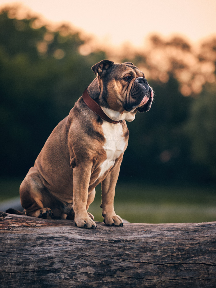 continental bulldog kontinentální buldok Hugo 4