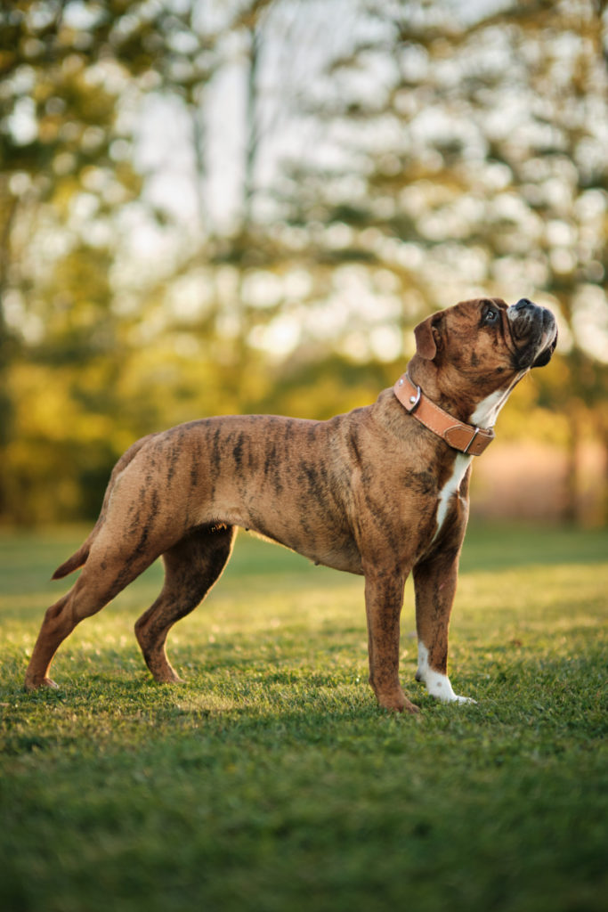 continental bulldog female Kaia 1