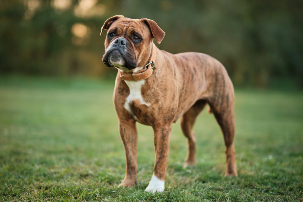 continental bulldog female Kaia 3