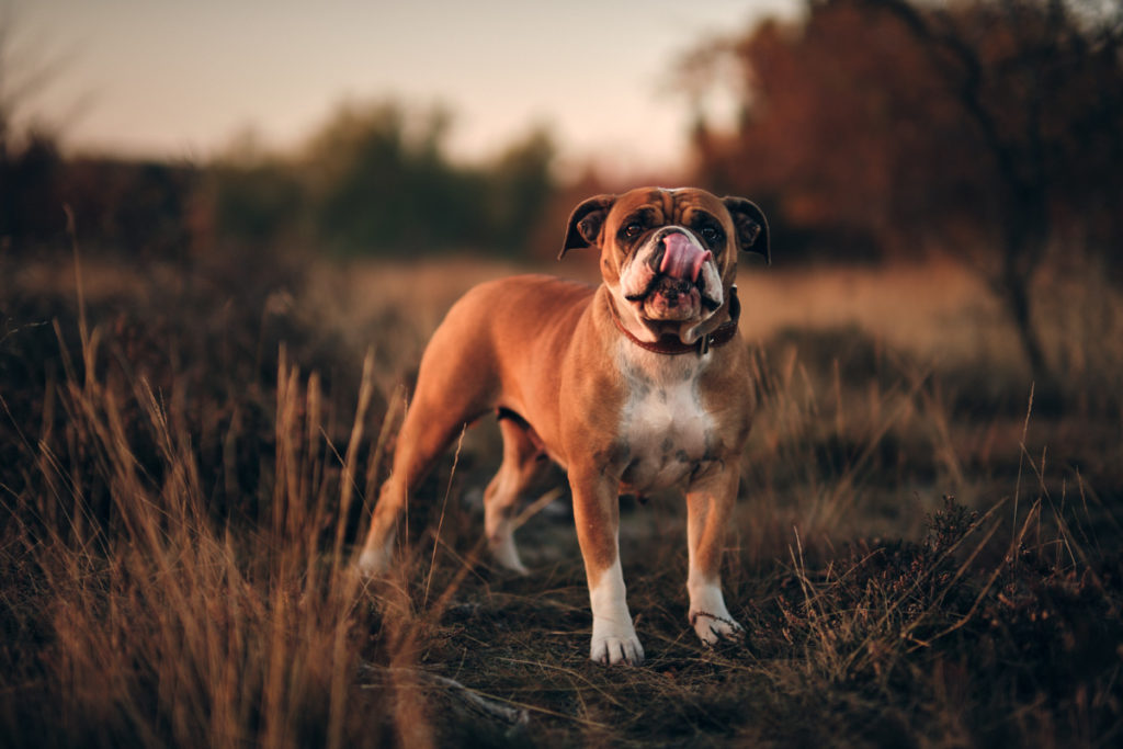 continental bulldog kontinentální buldok Debi 1