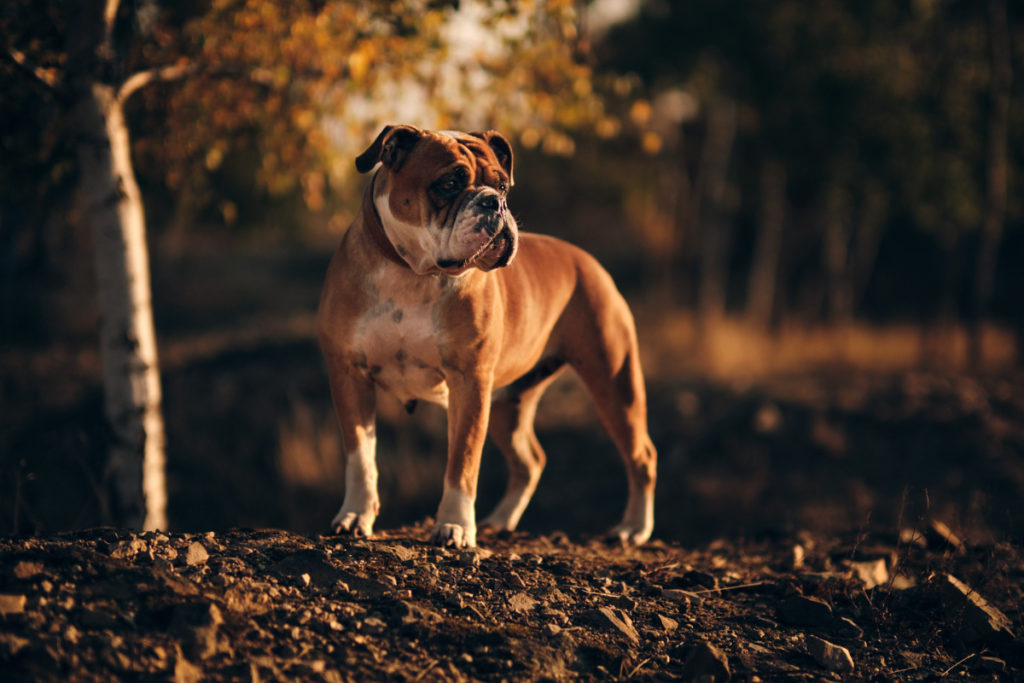 continental bulldog kontinentální buldok Debi 4