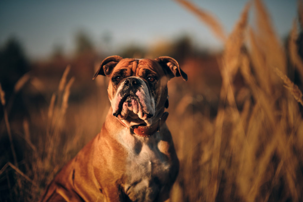 continental bulldog kontinentální buldok Debi 5