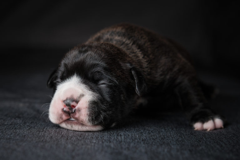 Read more about the article Litter D – we have one puppy!