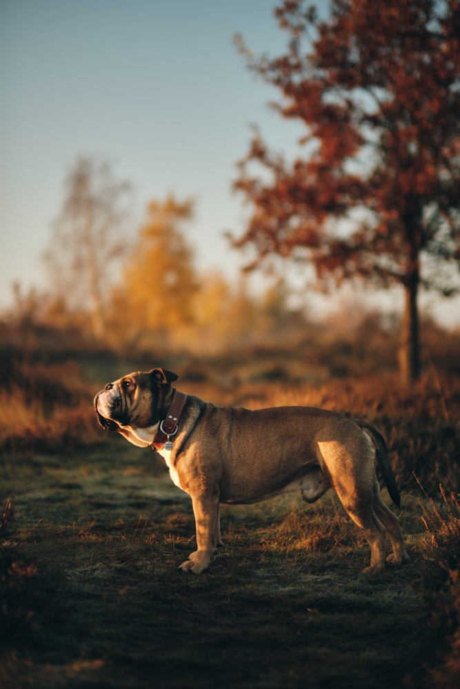 continental bulldog kontinentální buldok Hugo 3