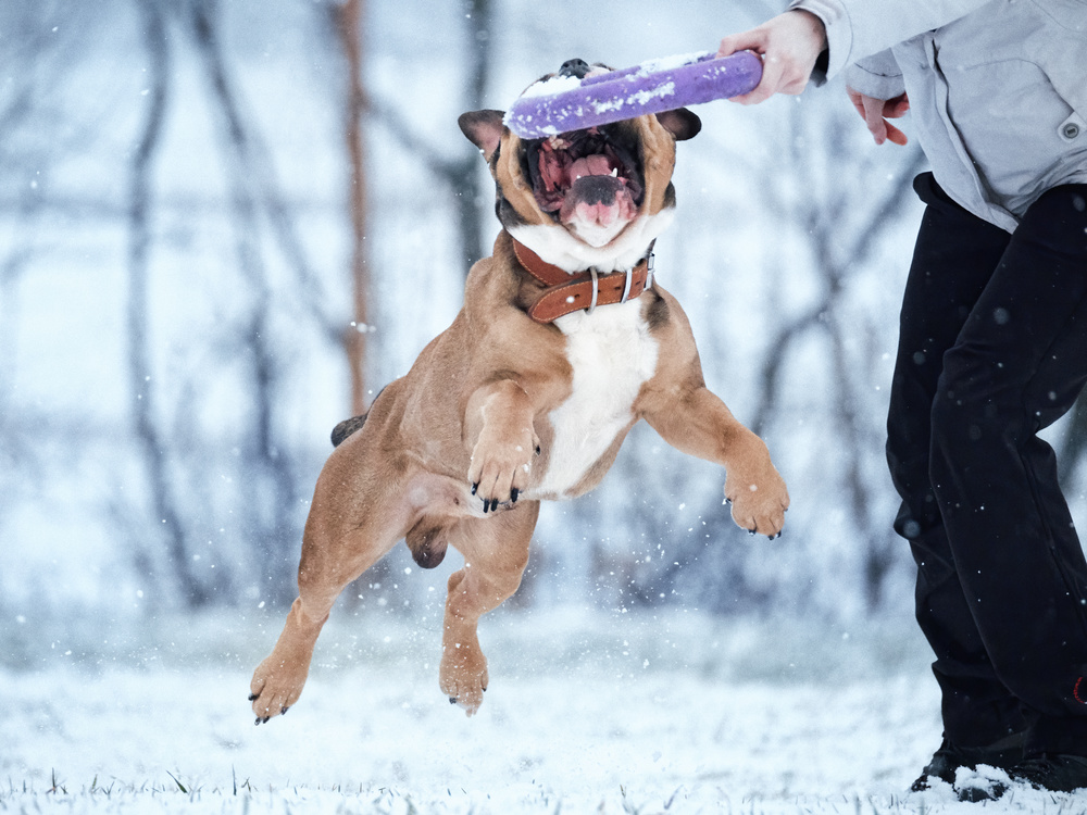 continental bulldog kontinentální buldok Hugo 2