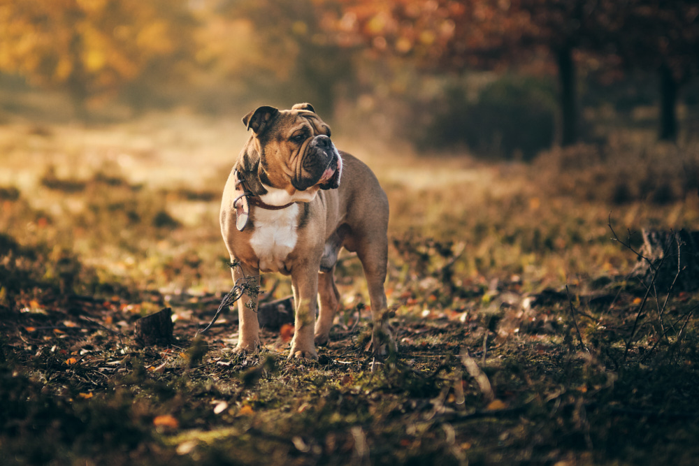 continental bulldog kontinentální buldok Hugo 1