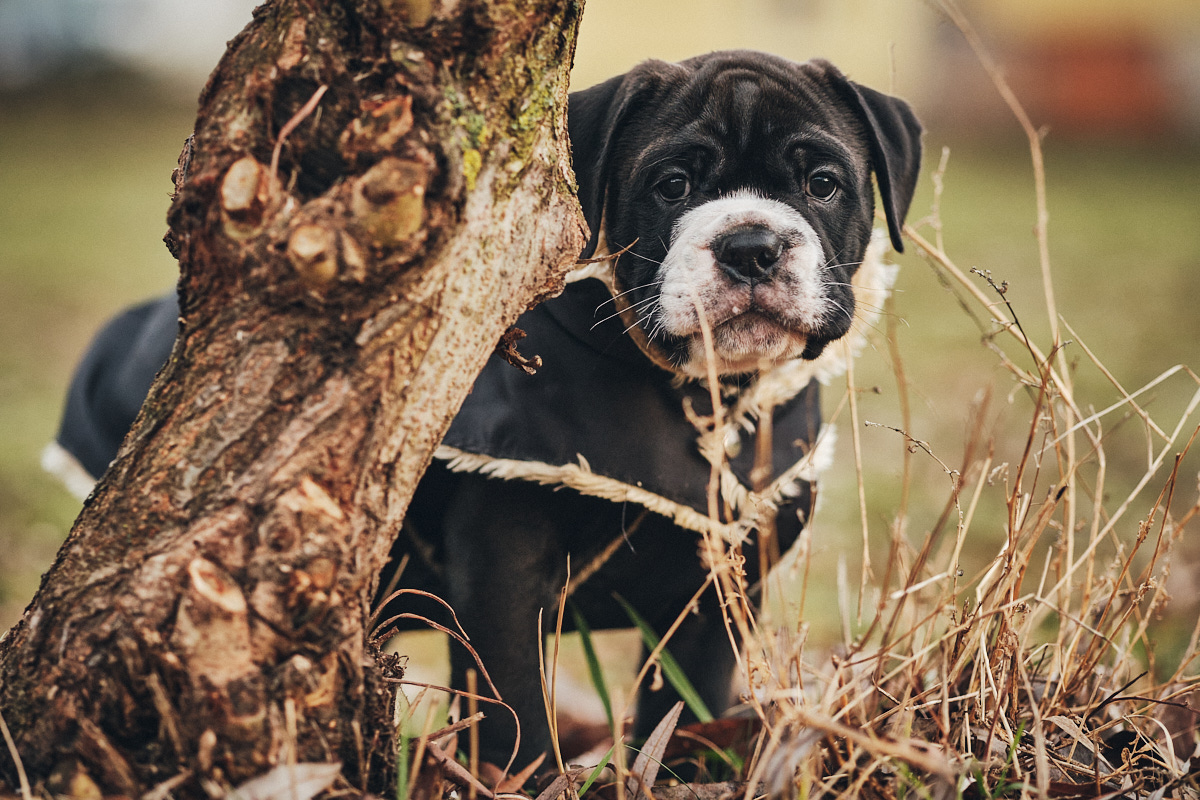 Kennel Crazy Eye Bulls Continental Bulldog breed Puppies in