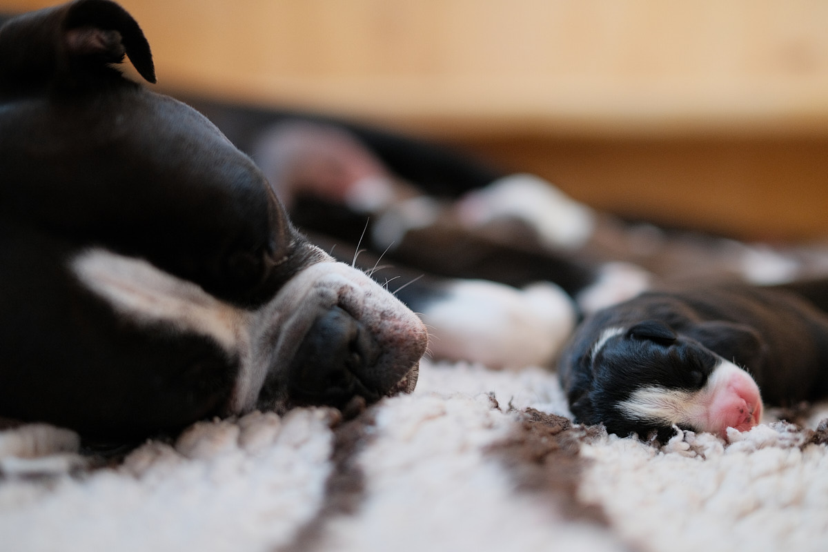Read more about the article We have puppies!