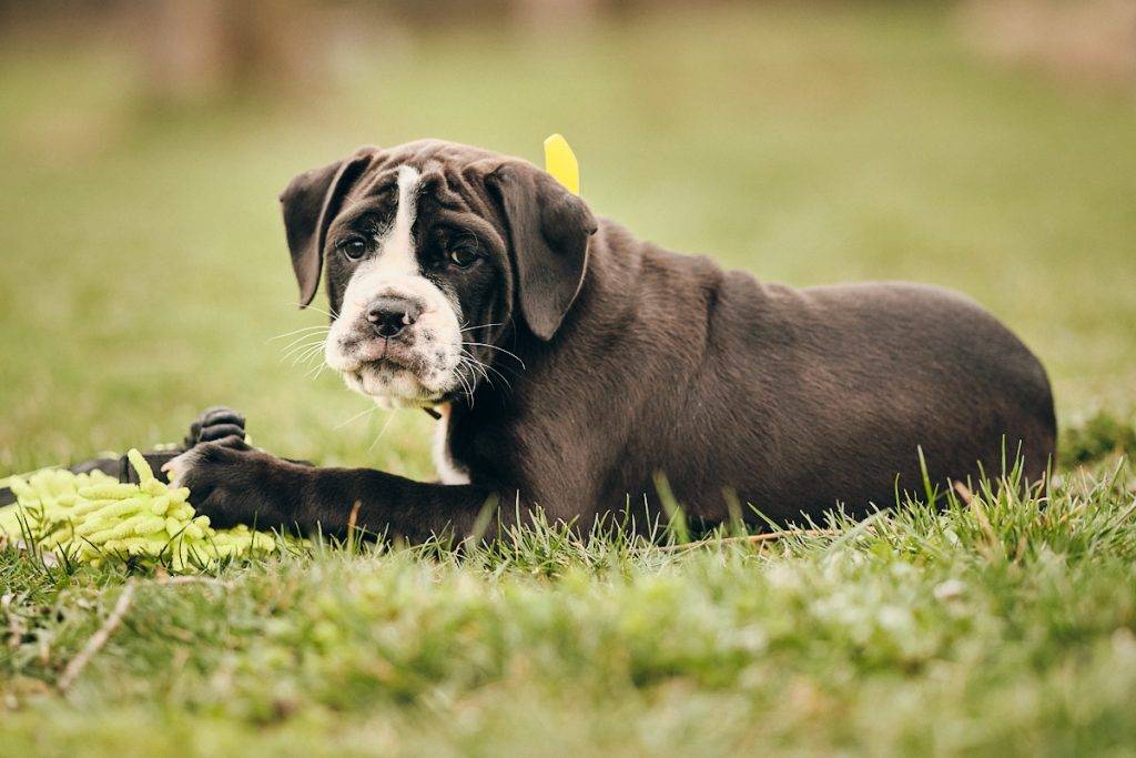 Puppies and Abigail