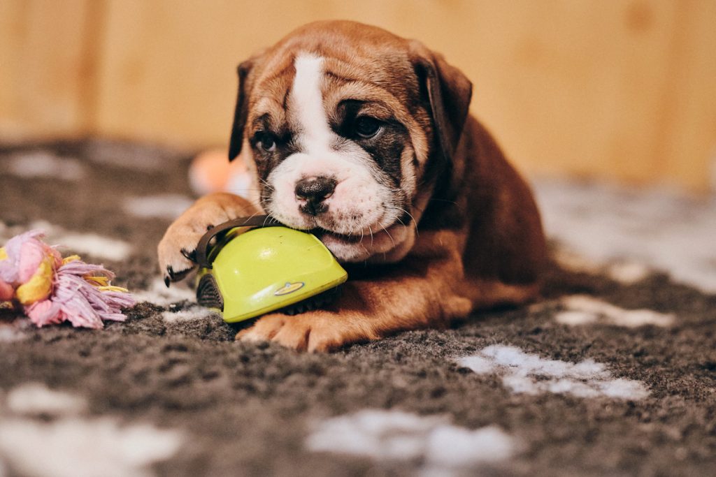 Puppies are 6 weeks old